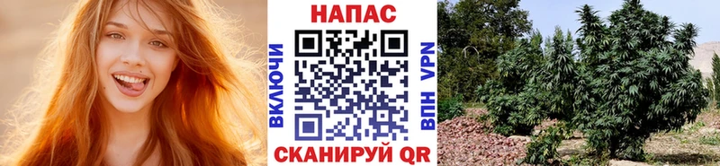 Канабис гибрид  Жуковский 